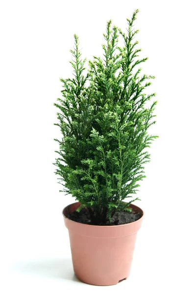 Bush van juniper. — Stockfoto