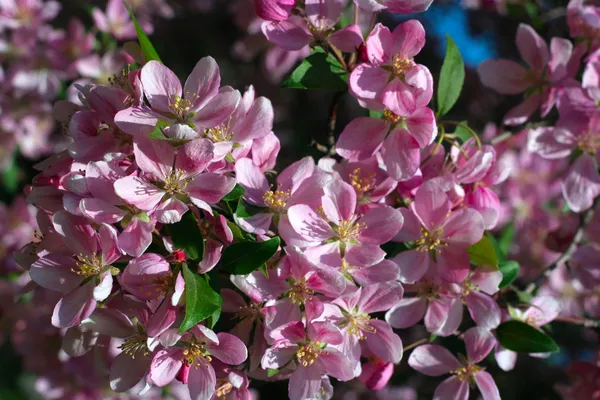 Fiori di mela — Foto Stock