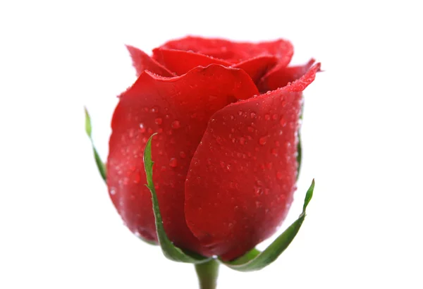 Rosa roja con gotas — Foto de Stock