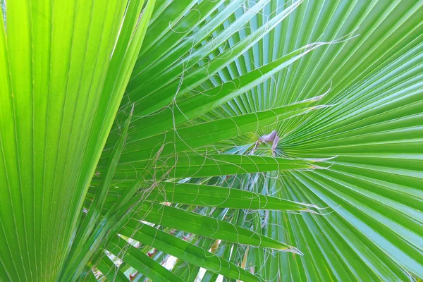 Palm leaf — стокове фото