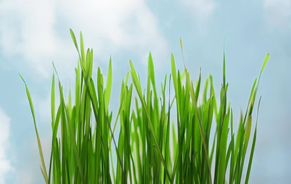 Groen gras — Stockfoto