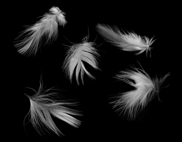 Plumes blanches — Photo