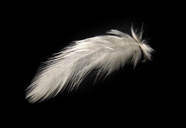 White feather Stockfoto