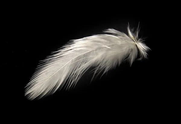 Pluma blanca Imagen De Stock