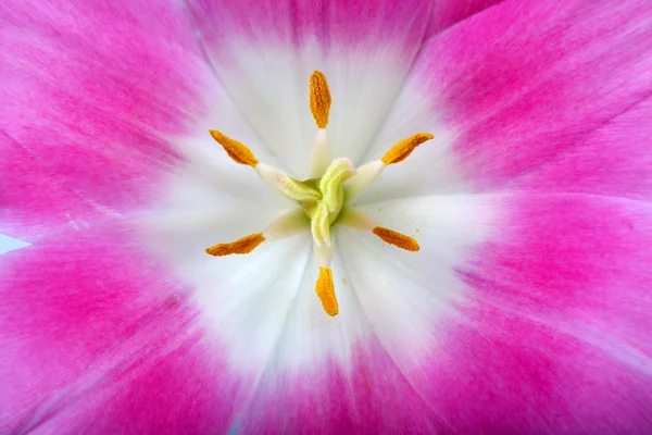 Tulipano — Foto Stock