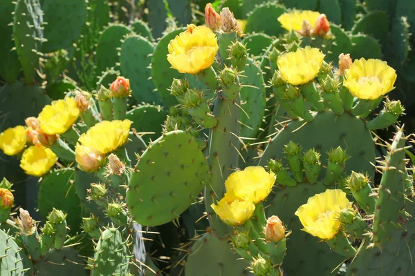 Cactus —  Fotos de Stock