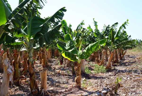 Banana plantation — Stock Photo, Image
