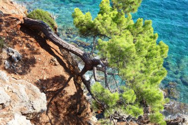 kayanın üzerinde çam