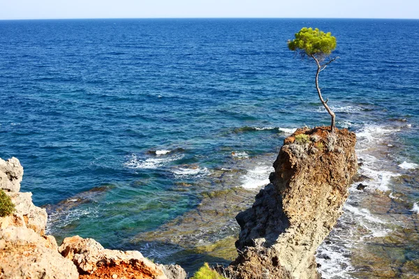 Pine on the rock — Stock Photo, Image