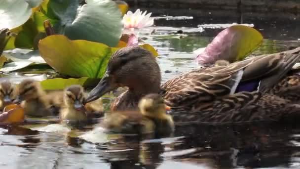 Família de patos na lagoa rosa — Vídeo de Stock