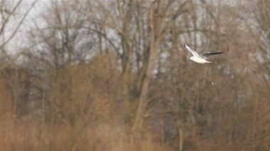 kar ördek uçar ve dışkı kaybeder