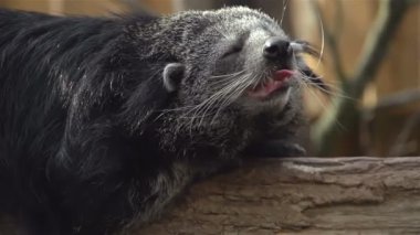 binturong sitts ağaç gövdesi ve ağır çekimde esneme