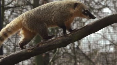 coati ağaç gövdesi yavaş çekimde yürür