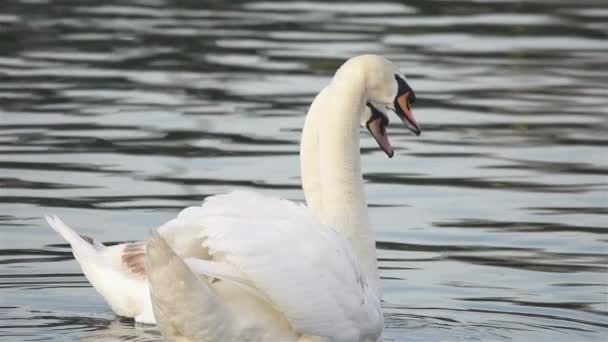 Mannelijke en vrouwelijke zwaan smooch op de rivier — Stockvideo