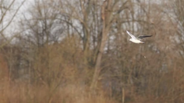 Mouches de canard des neiges et pertes de matières fécales — Video