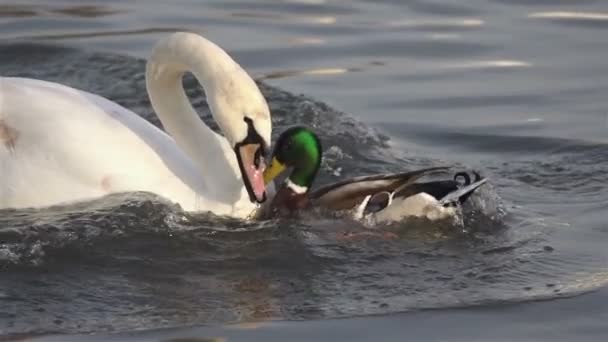 Cisne Blanco lucha con pato un pedazo de pan — Vídeo de stock