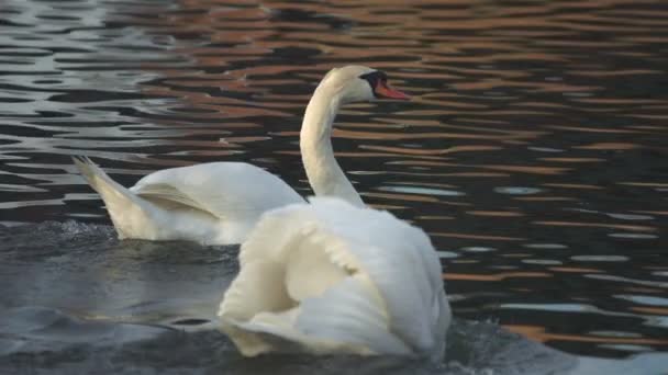 Cygne mâle attaque cygne femelle sur la rivière — Video