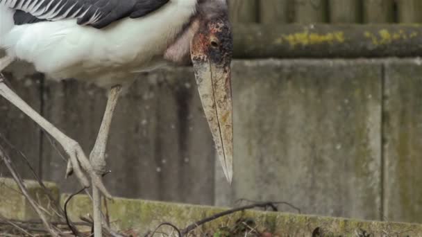 Marabou wandeling in slow motion. — Stockvideo