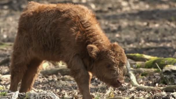 Bison calf in slow motion — Stock Video