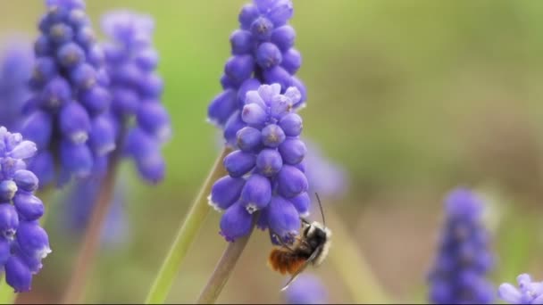 Hummel an Blüte — Stock video