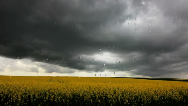 Черные облака и сильный дождь над полем канолы — стоковое видео