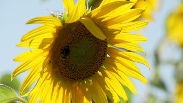 Pszczoła na słoneczniku — Wideo stockowe