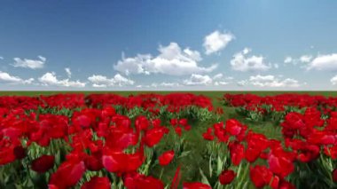 büyük bir kalp ve gül alan izleme çekim