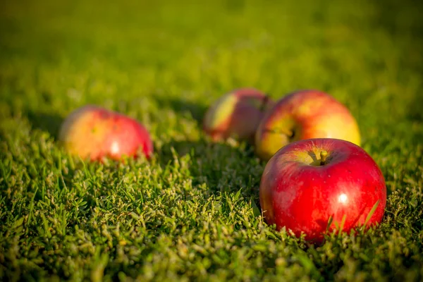 Pommes dans l'herbe — Photo