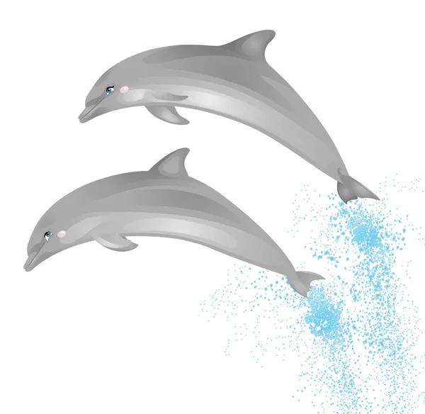 Two jumping dolphins isolated on a white background. — Stock Vector