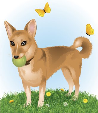 sevimli köpek ayakta çim ve ağzına bir tenis topu tutan