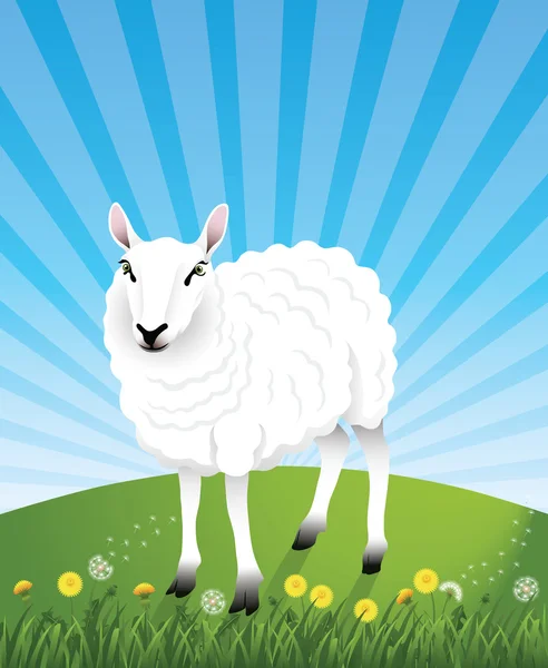 Cute white sheep on the hill. Dandelions and grass on the foreground.