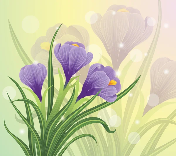 Spring crocuses — Stock Vector