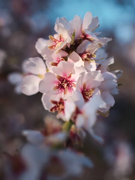 Beau Fond Floral Avec Des Amandes Fleurs Fleurs Roses Sur — Photo