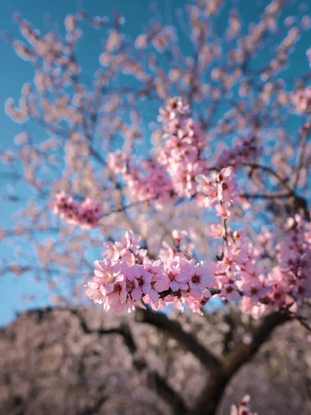 Όμορφο Λουλουδάτο Φόντο Ανθισμένα Αμύγδαλα Ροζ Λουλούδια Ένα Δέντρο Φόντο — Φωτογραφία Αρχείου