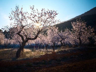 Çiçekli arka plan ve çiçek açan bademler. Ağaçtaki pembe çiçekler. Gün batımında güneş ışınlarıyla birlikte doğa arkaplanı. 