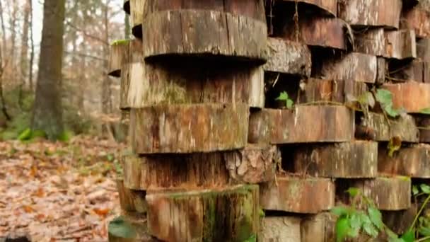 Dřevěné strašidelné sochy čarodějnic v podzimních lesích. — Stock video