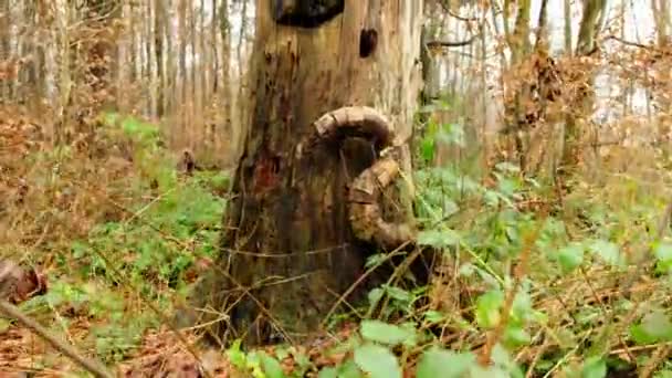 Trä skrämmande häxskulptur i höstskogen. — Stockvideo