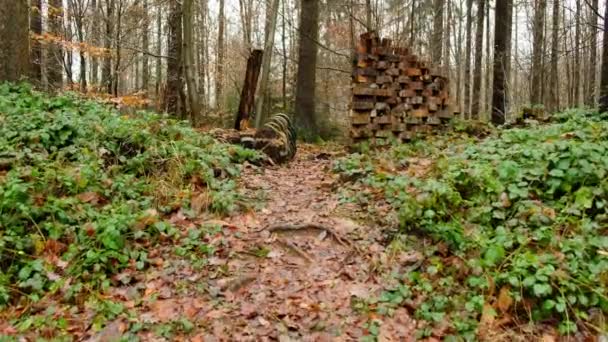 Escultura de bruja de madera en los bosques de otoño. — Vídeo de stock