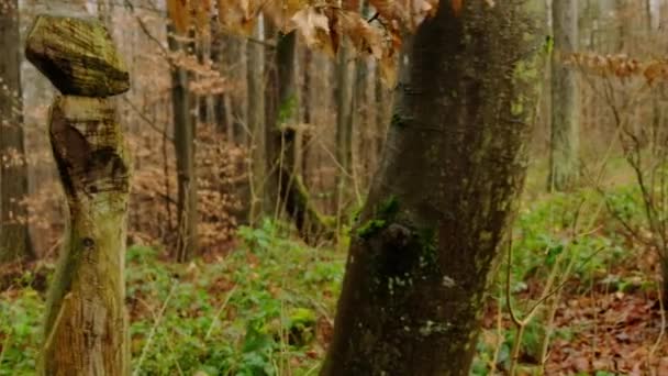 Escultura de bruja de madera en los bosques de otoño. — Vídeo de stock
