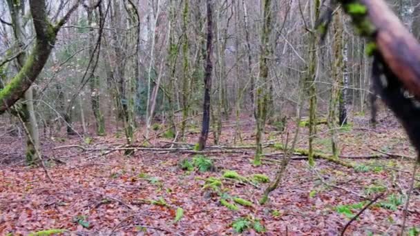 Forêt enchantée. La mousse verte dans les bois. — Video