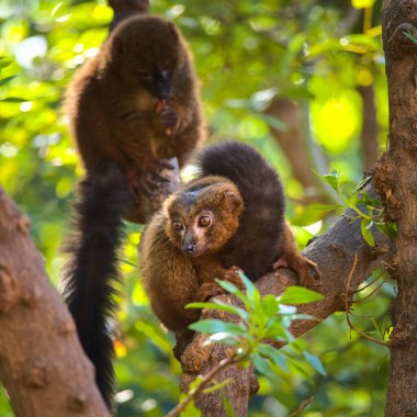 Uzun, güzel kuyruklu şirin lemur.. 