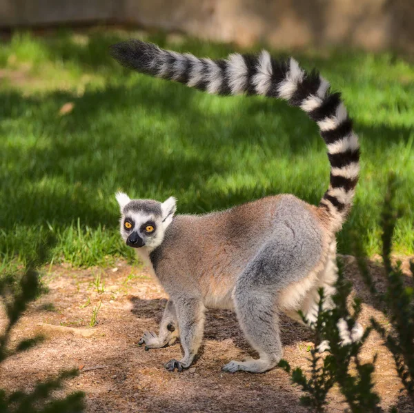 Cute lemur z długim pięknym ogonem. — Zdjęcie stockowe