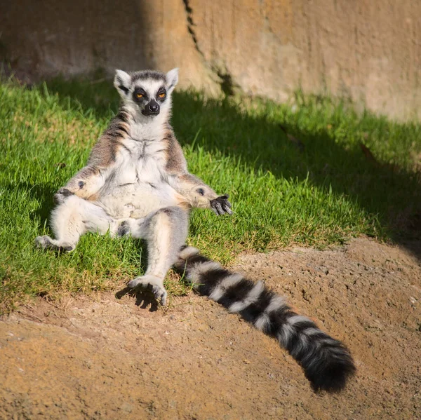 Cute lemur with a long beautiful tail. — Stock Photo, Image