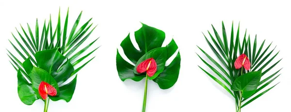 Gröna tropiska blad och blommor isolerade på vita. — Stockfoto