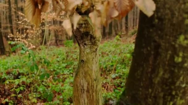 Escultura de bruxa assustadora de madeira nas florestas de outono. — Vídeo de Stock