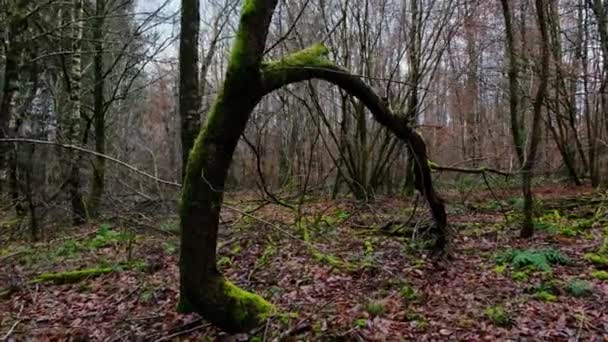 Okouzlený les. Zelený mech v lese. — Stock video