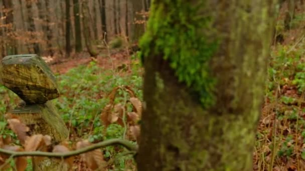 Escultura de bruxa assustadora de madeira nas florestas de outono. — Vídeo de Stock