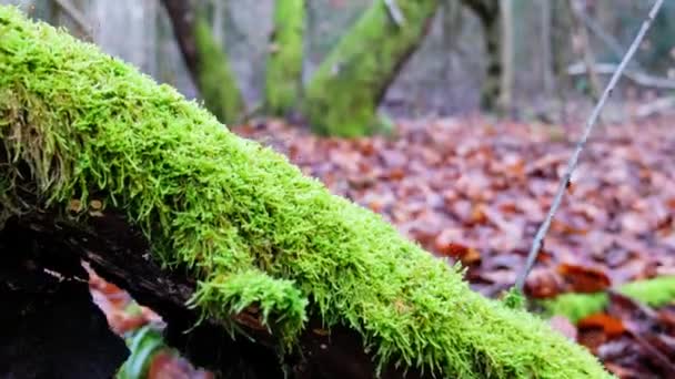 Okouzlený les. Zelený mech v lese. — Stock video
