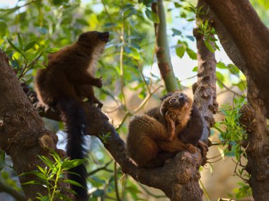 Uzun, güzel kuyruklu şirin lemur.. 
