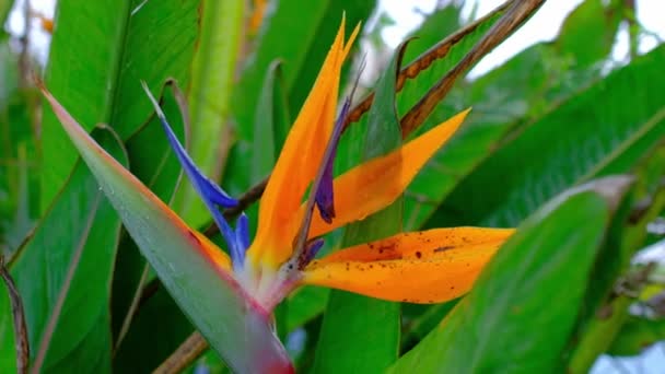 Beautiful tropical bird of paradise flower under rain. — Vídeos de Stock